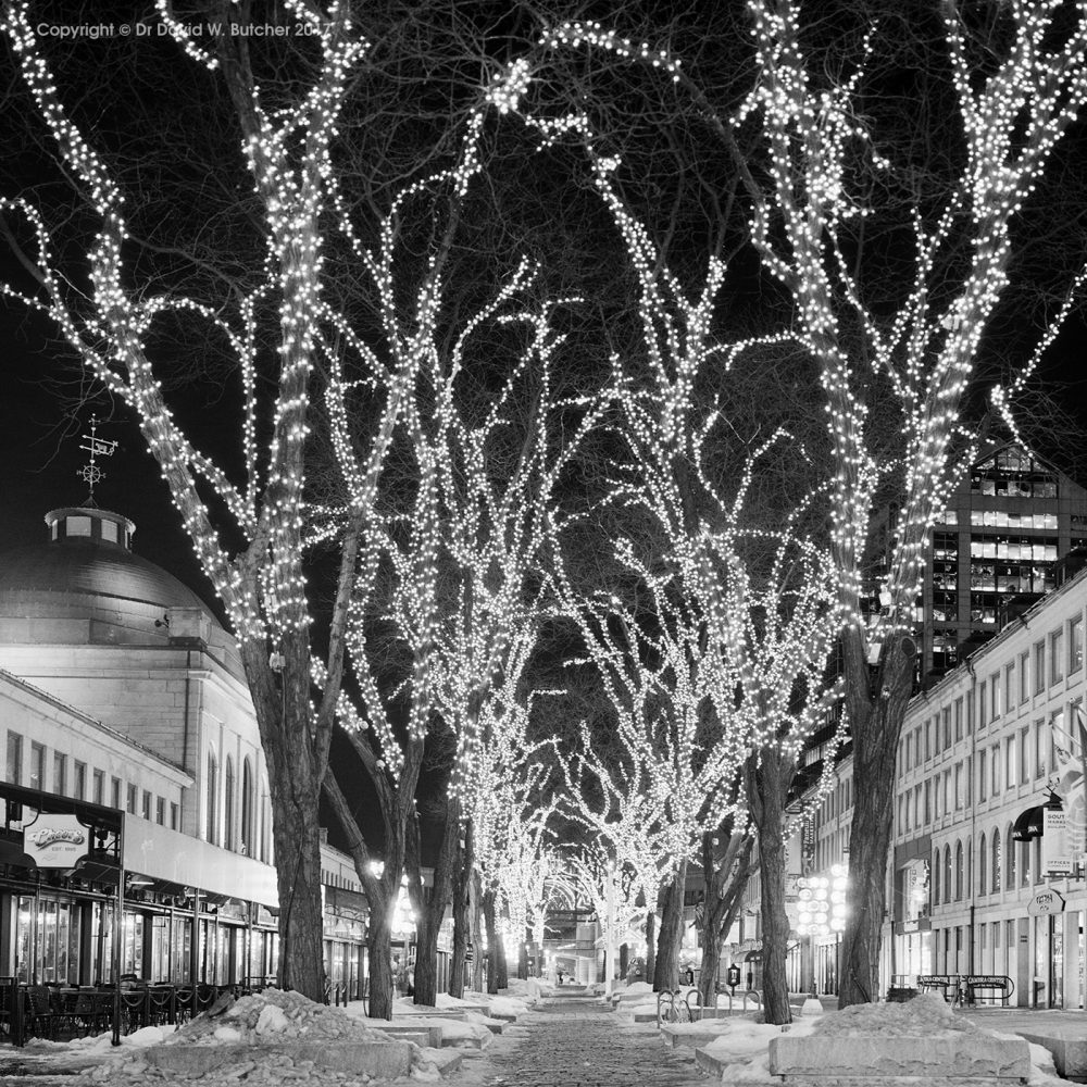 Boston Quincy Market Trees in Winter, USA Dave Butcher