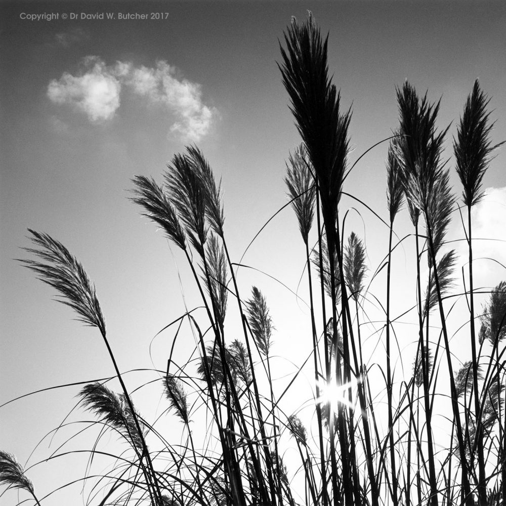 pampas-grass-peak-district-dave-butcher